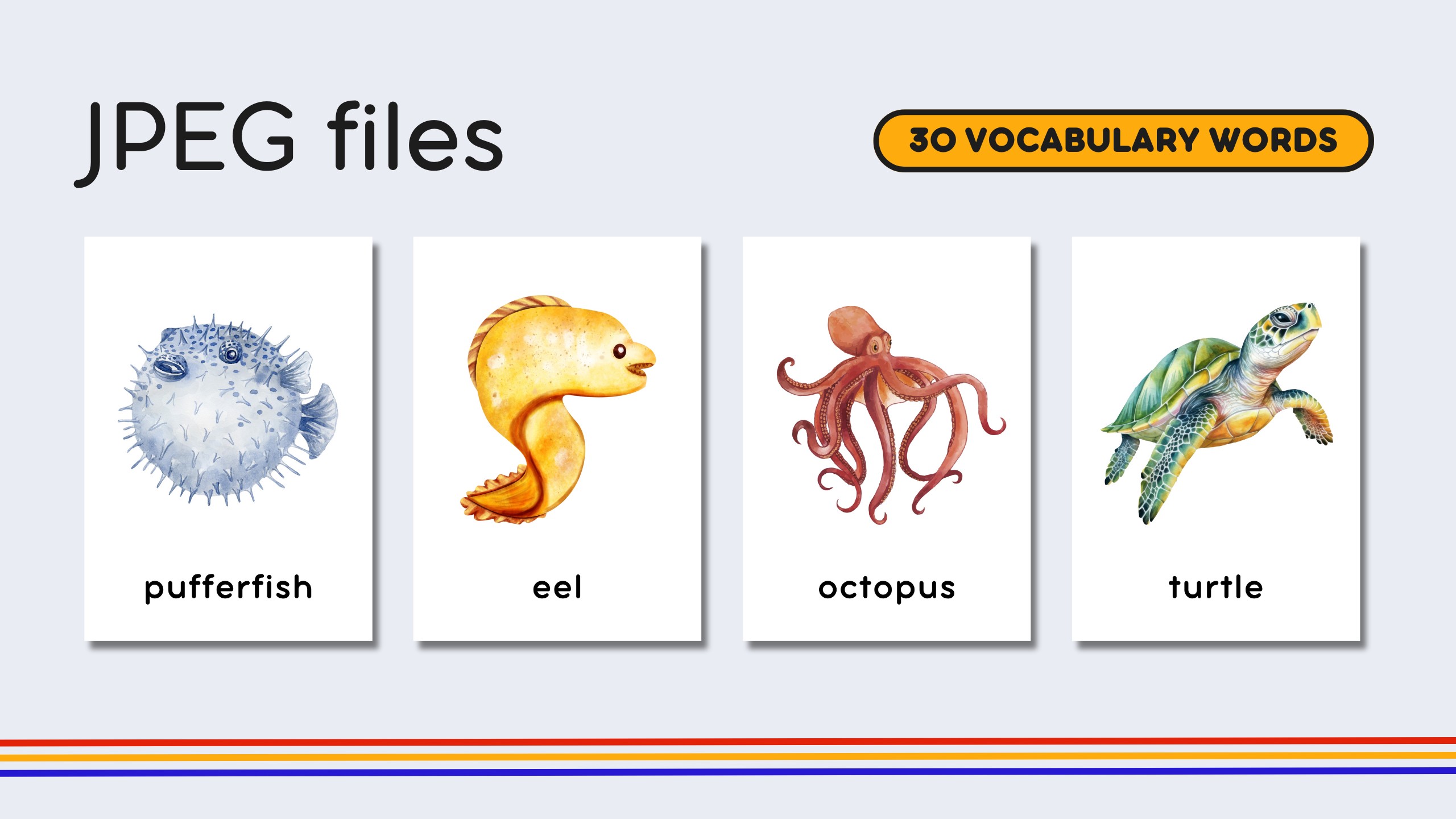 English Marine Life Flashcards