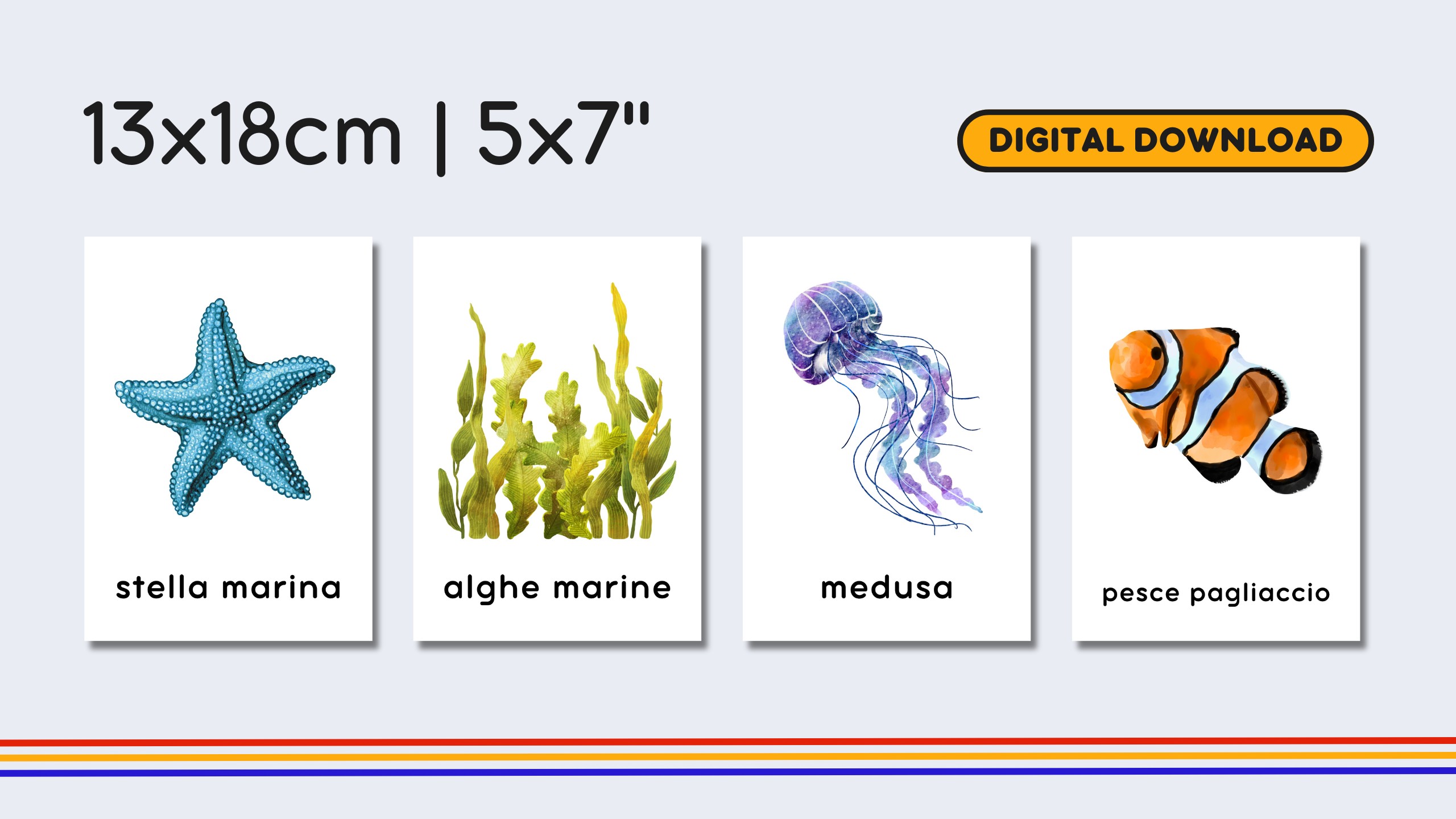 Italian Marine Life Flashcards
