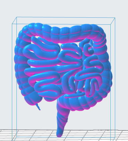 Human Intestines 3D Model