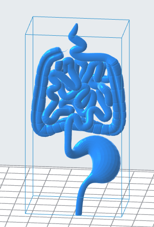 Human Digestive Tract 3D Model