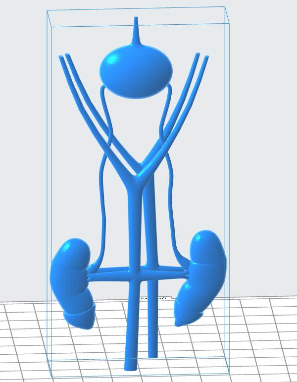 Stylized Urinary Tract 3D Model