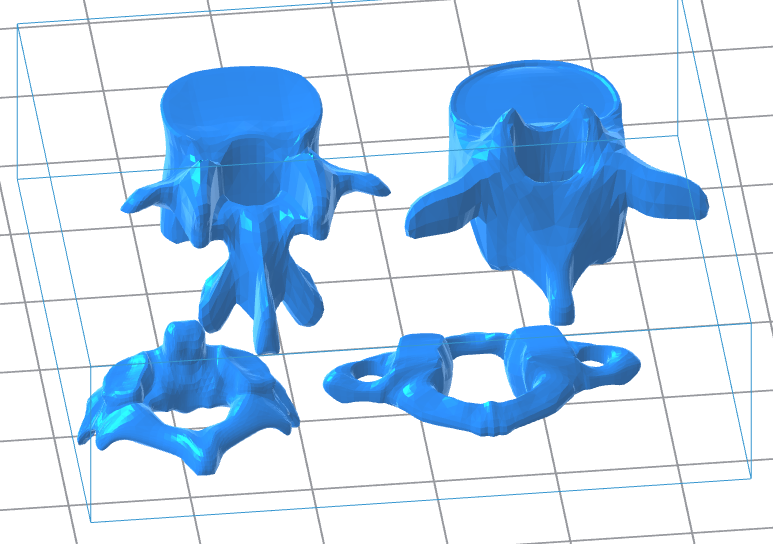 Stylized Human Vertebrae 3D Model