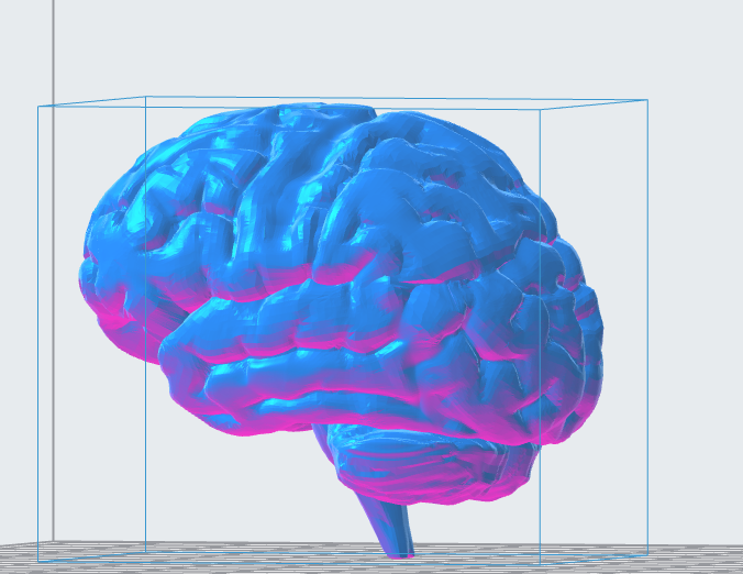 Stylized Human Brain 3D Model