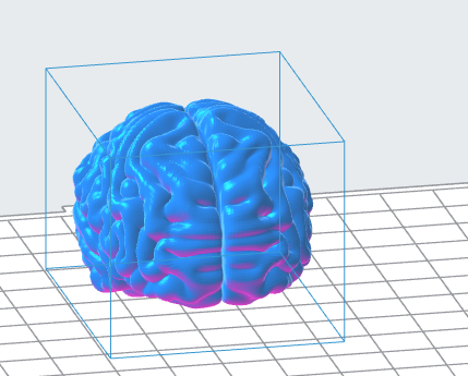 Human Brain 3D Model – Instant Download 