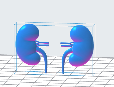 Human Kidneys 3D Model – Instant Download