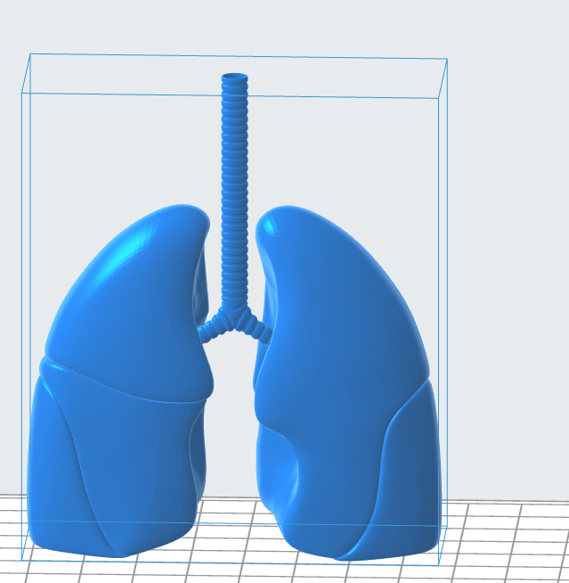 Stylized Human Lungs 3D Model
