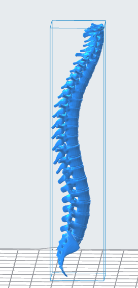 Human Spine 3D Model