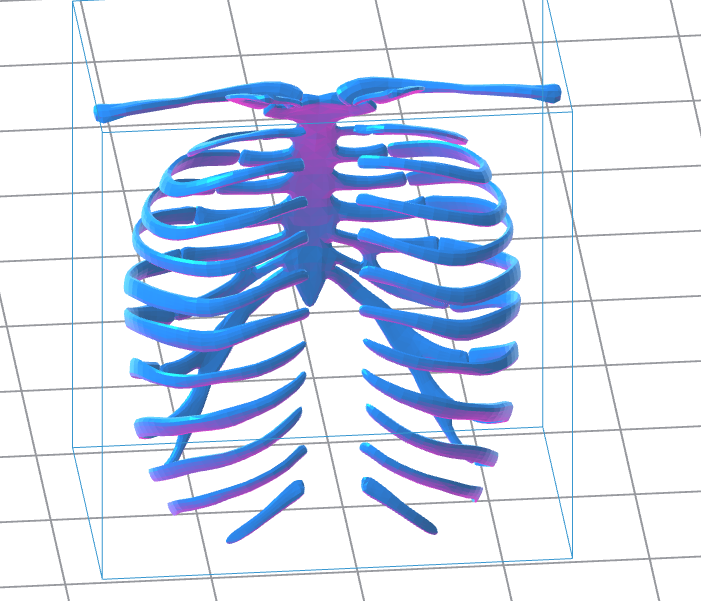 Human Ribs 3D Model – Instant Download 