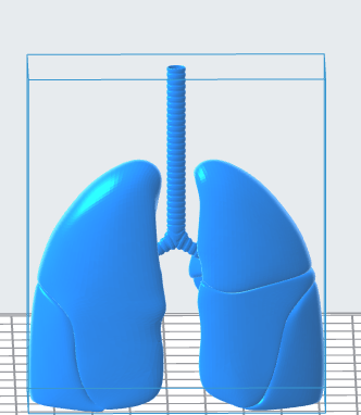 Stylized Human Lungs 3D Model