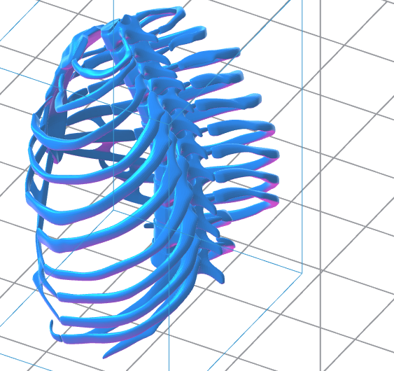 Human Rib Cage 3D Model – Instant Download