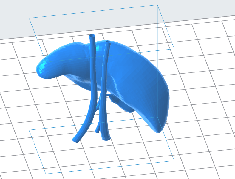 Human Liver 3D Model