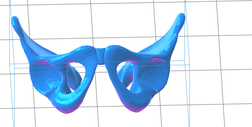 Human Pelvis 3D Model – Instant Download