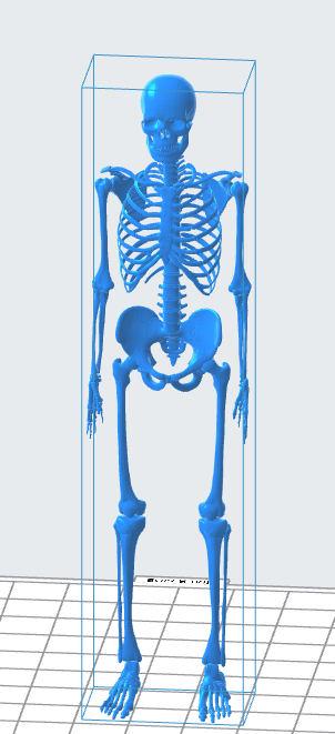 Human Skeleton 3D Model file