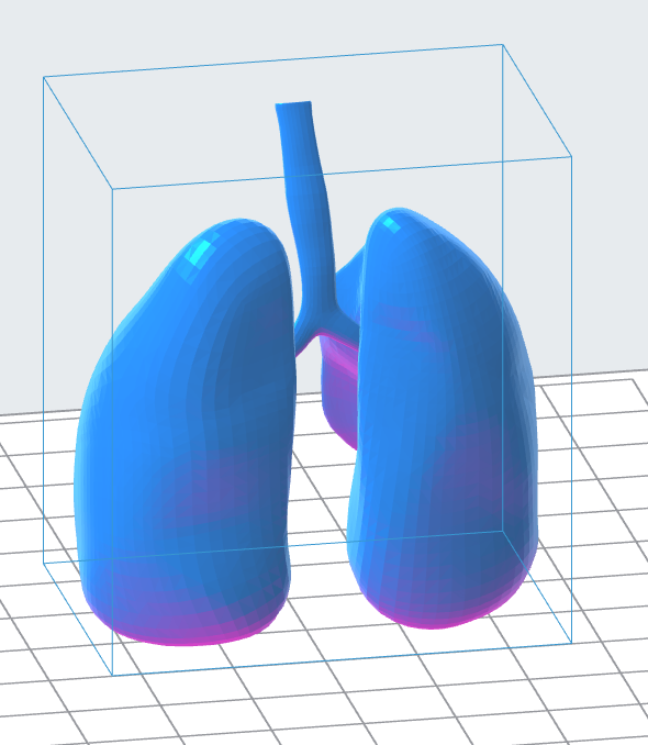 Human Lungs 3D Model – Instant Download