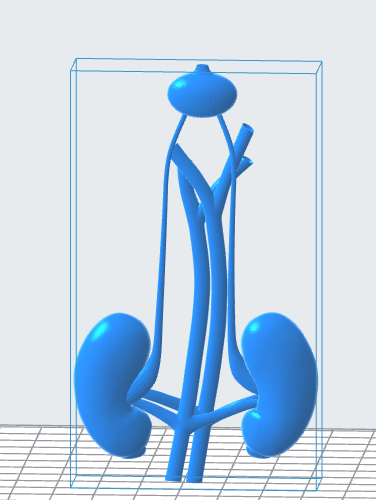 Human Kidneys and Bladder 3D Model