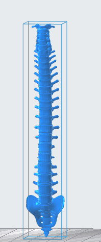 Human Spine 3D Model