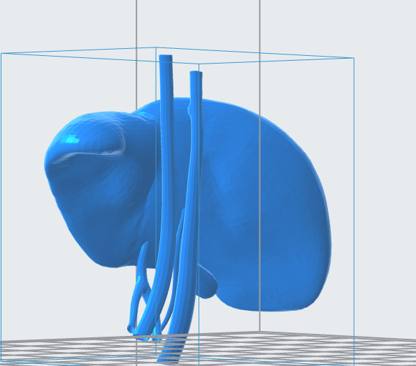 Human Liver 3D Model