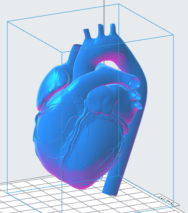 Human Heart 3D file – Instant Download 