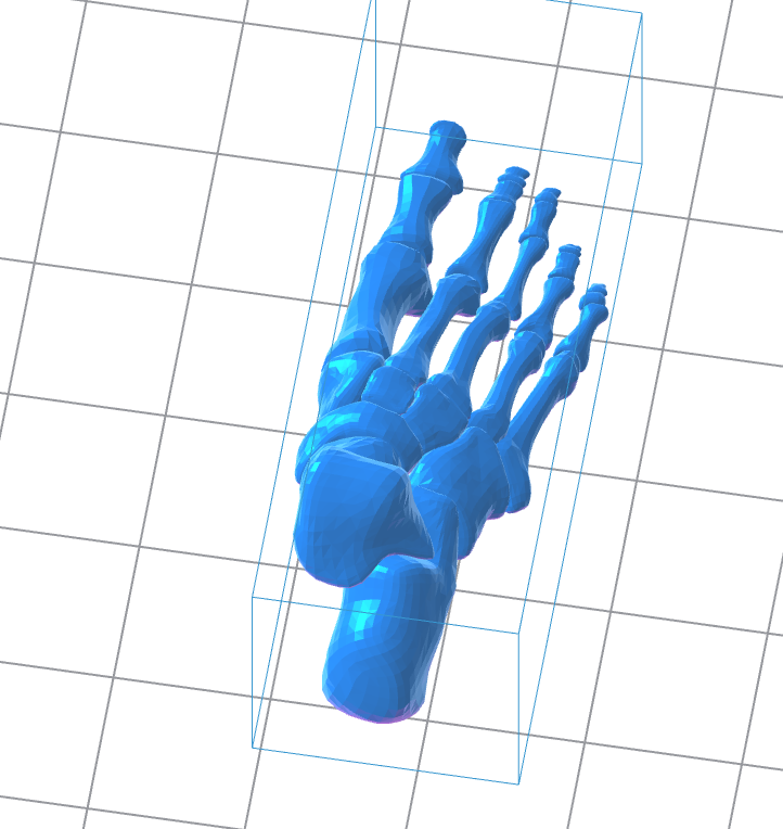 Human Left Foot 3D Model – Instant Download