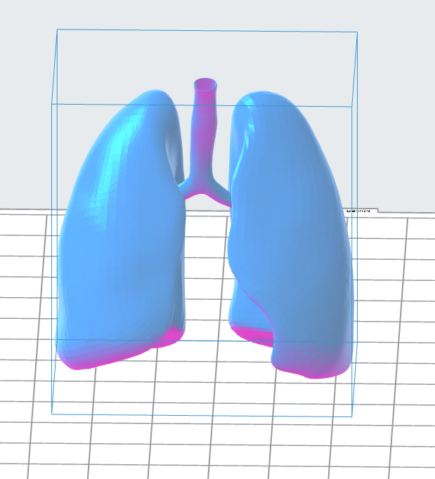 Human Lungs 3D Model – Instant Download