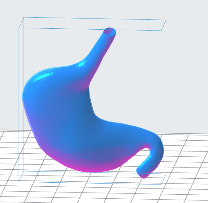 Human Stomach 3D Model
