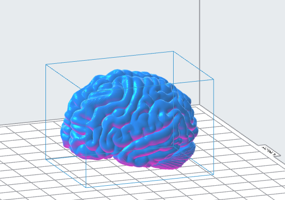 Human Brain 3D Model – Instant Download 