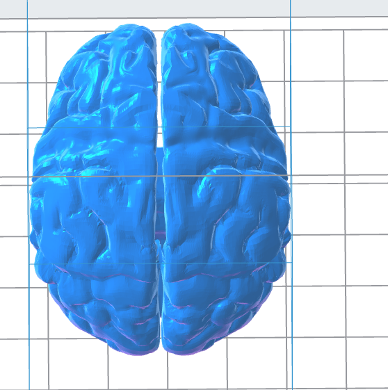 Stylized Human Brain 3D Model