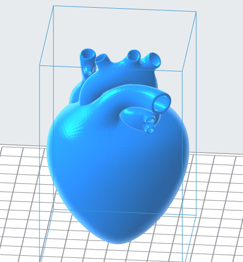 Human Heart 3D Model – Instant Download