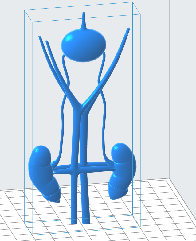 Stylized Urinary Tract 3D Model