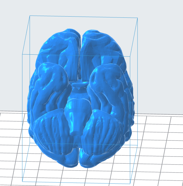Stylized Human Brain 3D Model