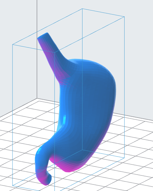 Human Stomach 3D Model