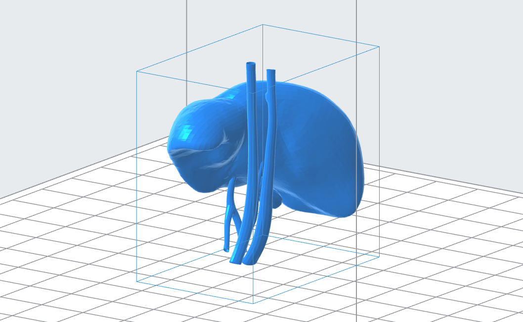 Human Liver 3D Model
