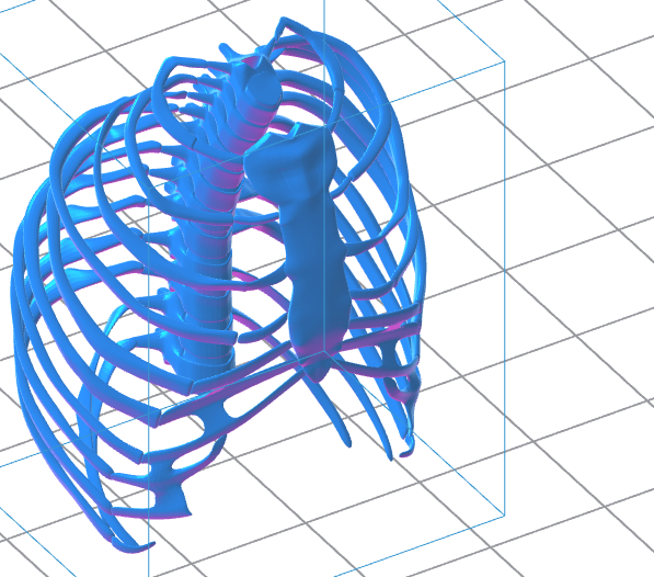 Human Rib Cage 3D Model – Instant Download
