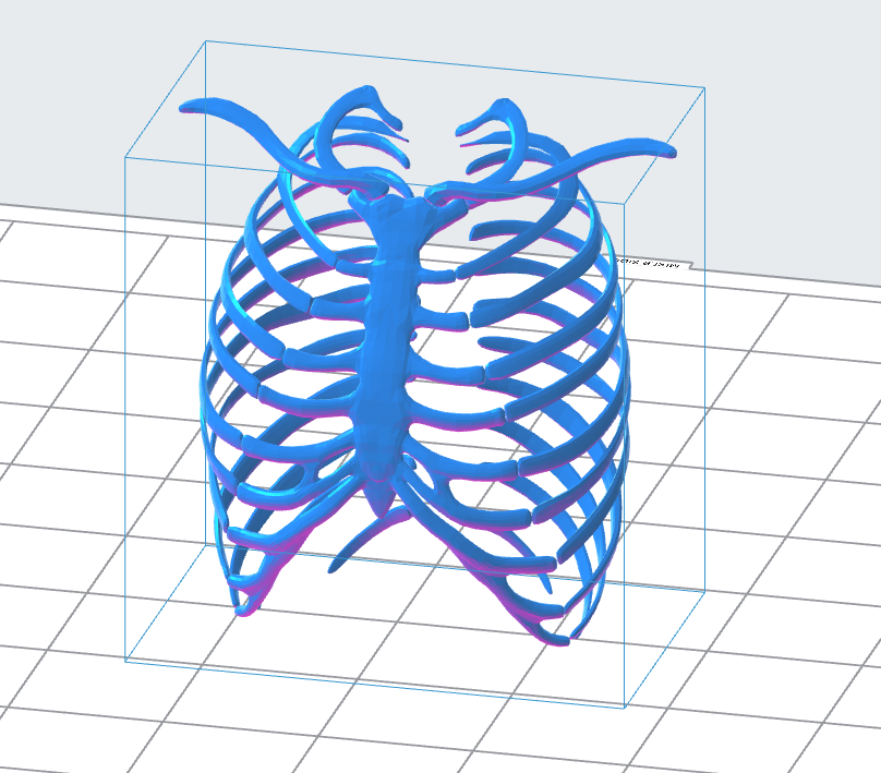 Human Ribs 3D Model – Instant Download 