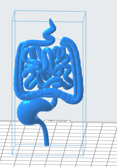 Human Digestive Tract 3D Model