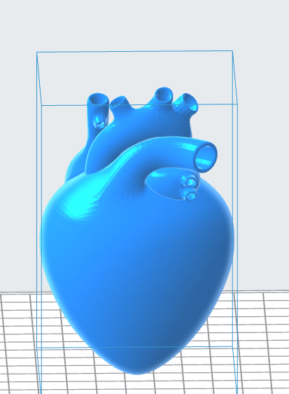 Human Heart 3D Model – Instant Download