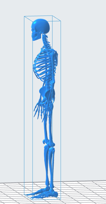 Human Skeleton 3D Model file