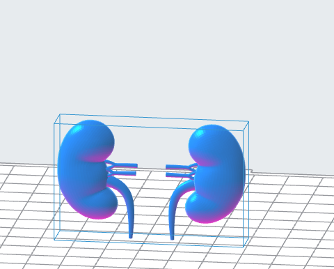 Human Kidneys 3D Model – Instant Download