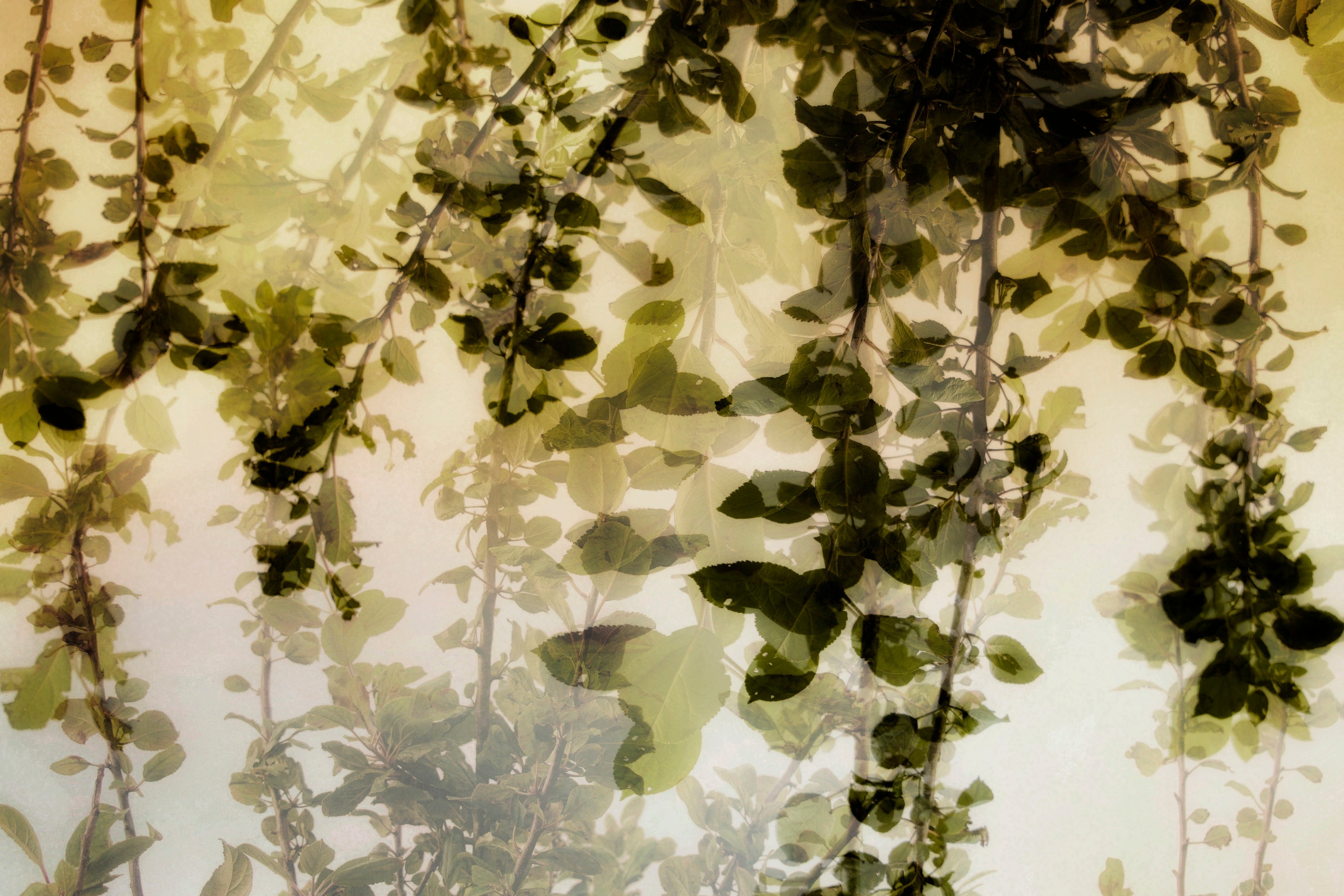 Ophelia