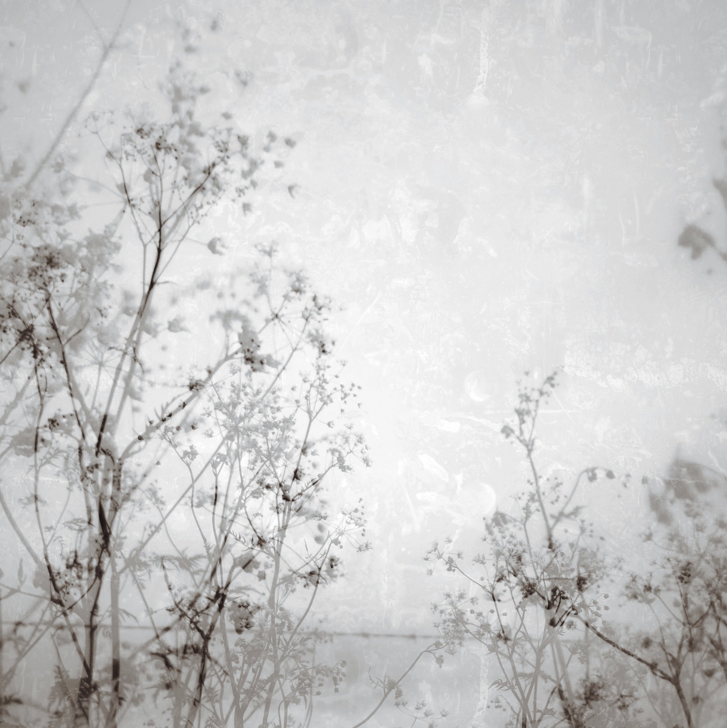 Lacy Cow Parsley