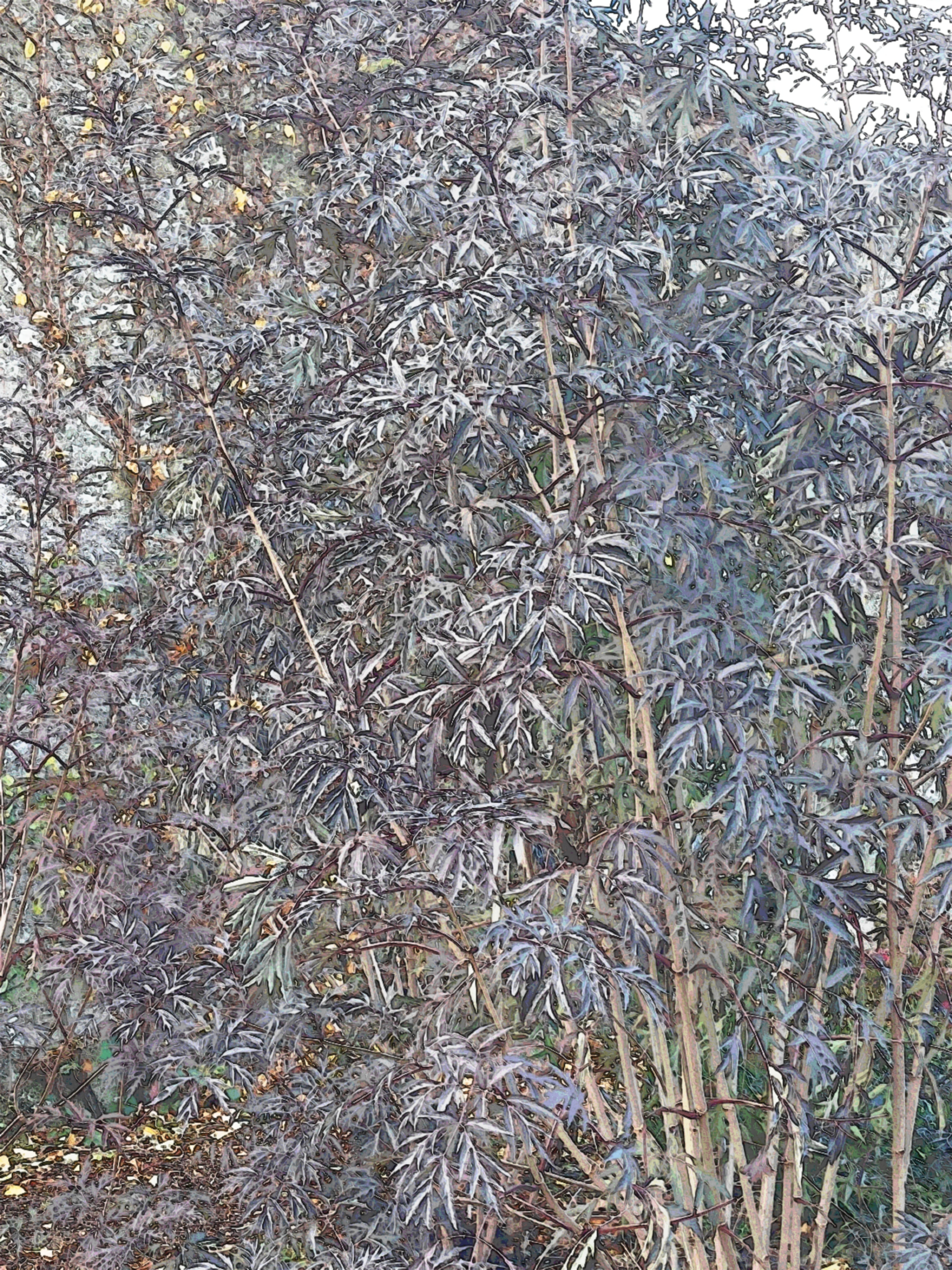 "Amisfield"