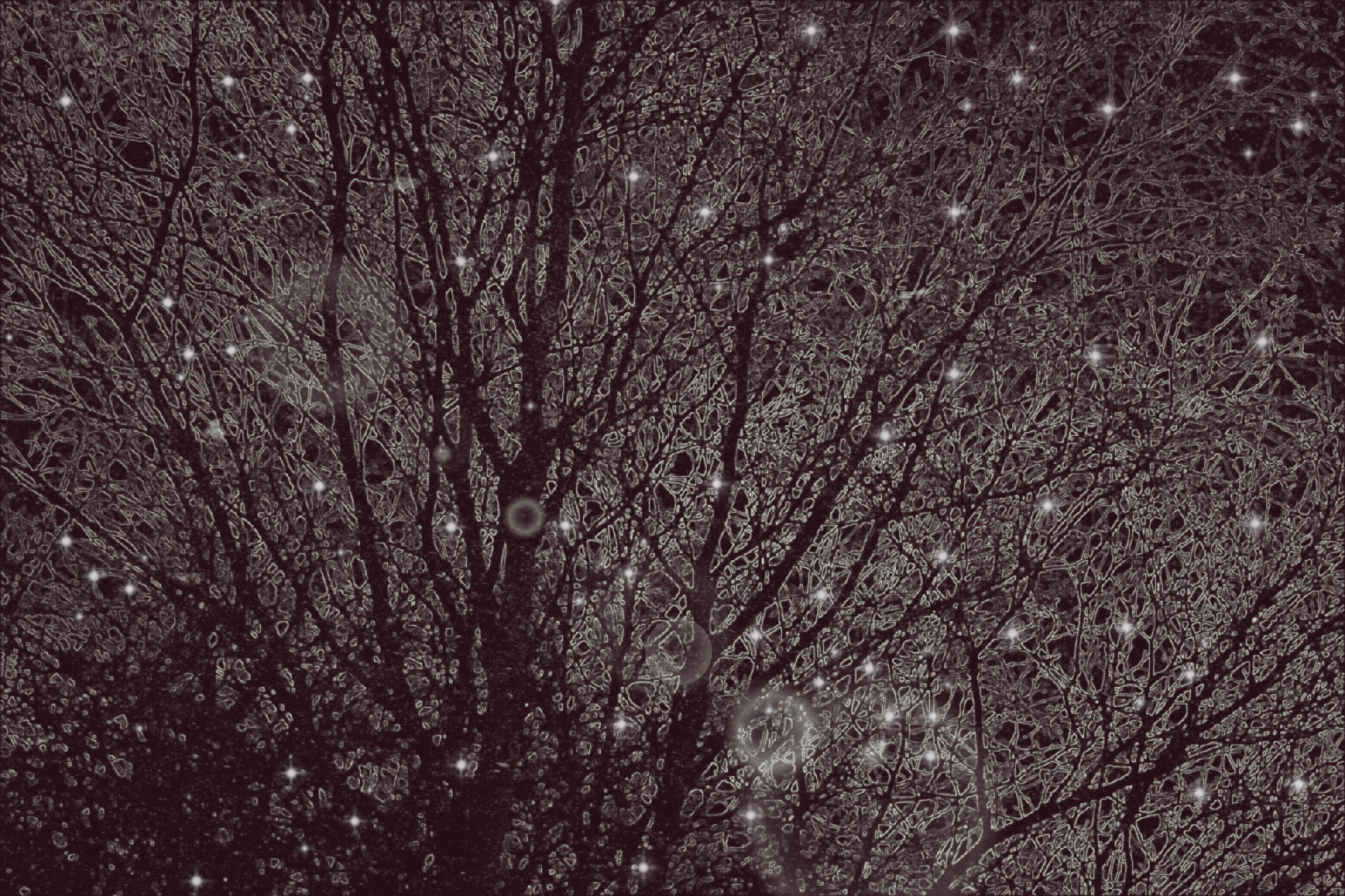 "Mycorrhiza"