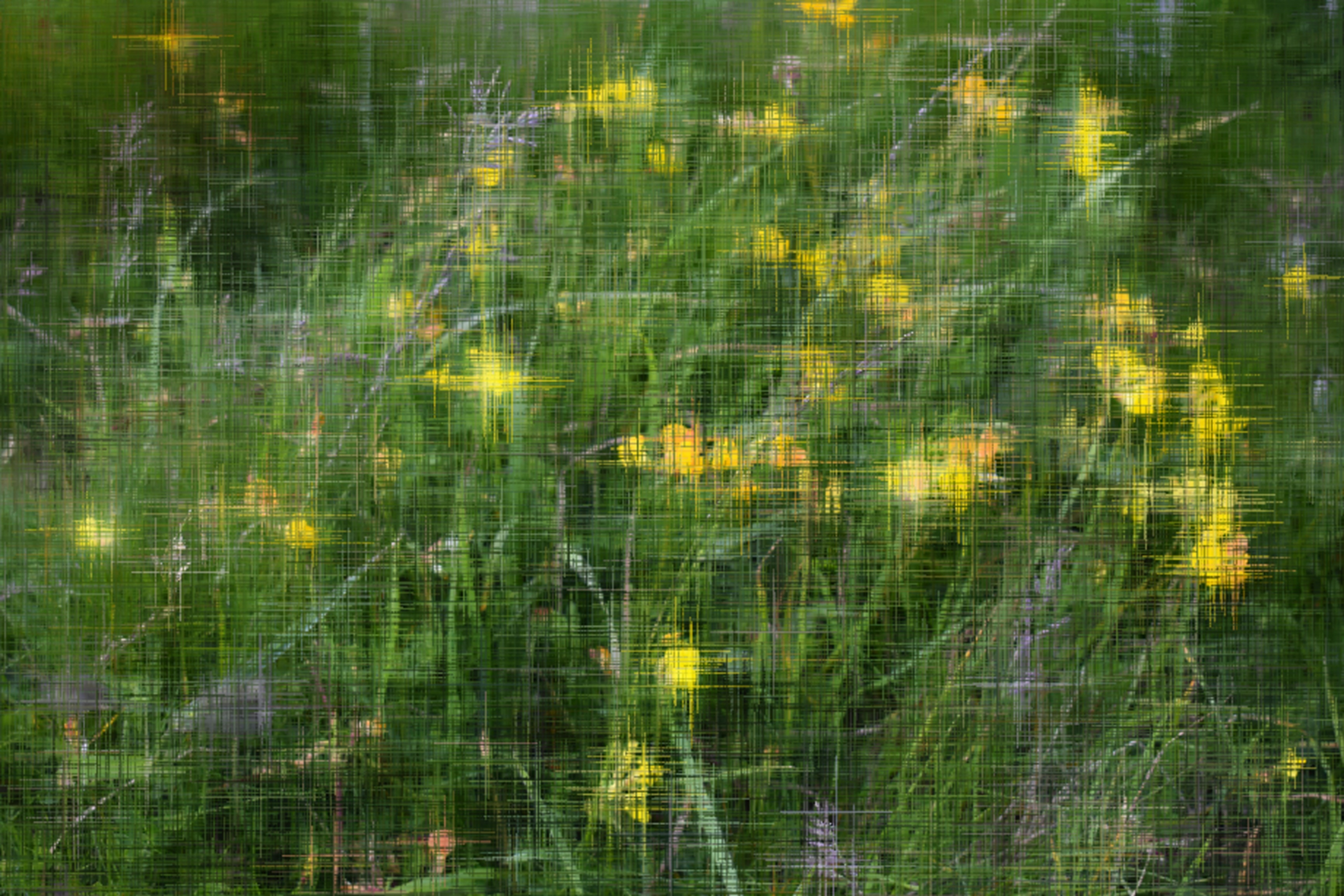 "Buttercup Stars"