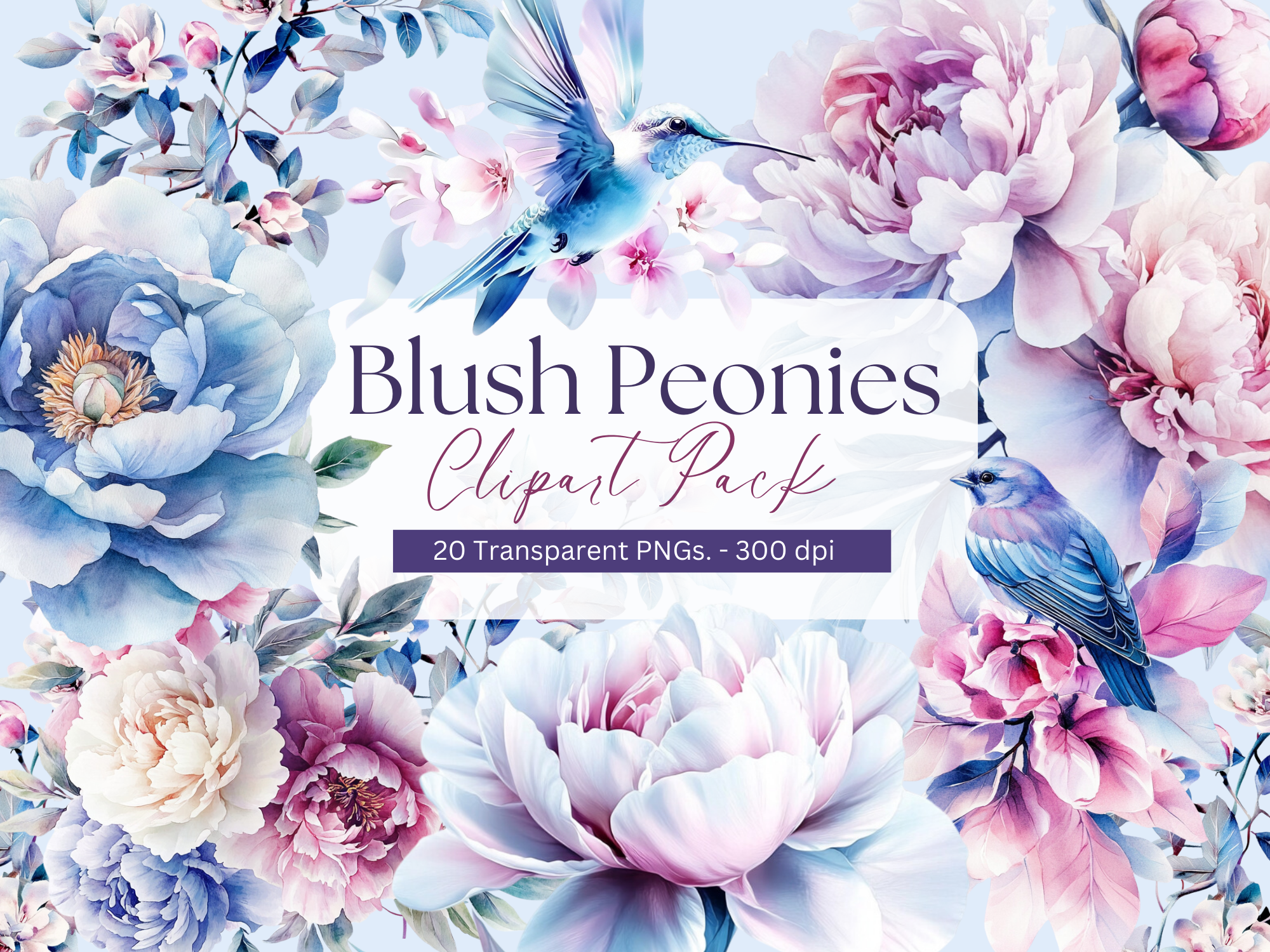Watercolor Blush Peonies floral Clipart Pack!